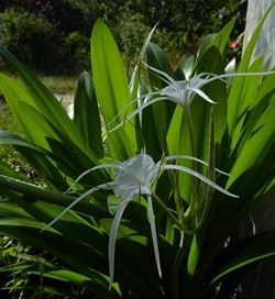 Tropical Giant Spider Lily, Hymenocallis 'Tropical Giant'